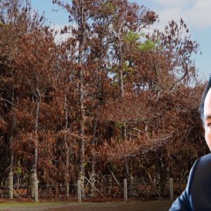 RỪNG THÔNG ĐẮK ĐOA CHẾT DẦN SAU DỰ ÁN SÂN GOLF FLC BỎ HOANG