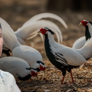 HƠN 24.000 GIÁO SƯ, TIẾN SĨ CHỊU THUA ANH NÔNG DÂN Ông Thái Khắc Thành (SN 1980, xã Đô Lương, Nghệ An) vừa bị Tòa án Nhân dân khu vực 5 – Hưng Yên tuyên án 6 năm tù vì mua bán gà lôi trắng loài động vật nằm trong Sách đỏ Việt Nam. Không thể phủ nhận việc ông Thành vi phạm pháp luật. Nhưng cũng cần xem xét lại, đây là trường hợp nhân giống thành công động vật quý hiếm, anh anh Thành đã nhân giống từ 3 con lên 13 con gà lôi trắng chỉ với một chuồng tre, vài nắm ngô và kinh nghiệm của một nông dân chân đất, đó là một điều đáng để các chuyên gia học hỏi. Trong khi đó, Việt Nam mỗi năm chi hàng chục, thậm chí hàng trăm tỷ đồng cho các giáo sư, tiến sĩ, chuyên gia nghiên cứu bảo tồn loài này, nhưng chưa thấy một đề tài nào cho ra thêm được một con gà. Nói về “thành tích” của kiểm lâm, năm 2021, lực lượng này đã tịch thu 17 con hổ lớn do người dân nuôi nhốt. Chỉ sau 2 ngày, 8/17 con hổ ch.ết. Năm 2023, tỉnh Hải Phòng nuôi 200 con thiên nga, nhưng chỉ còn sống 5 con. Thế mới biết, có những thứ mà thiên nhiên không kịp hủy diệt, nhưng bàn tay con người thì kịp. Có lẽ, để bảo vệ danh dự của nền khoa học đỉnh cao, ông Thành phải ngồi tù. Chứ nếu để ông ở ngoài, e rằng vài năm nữa, gà lôi trắng lại chạy đầy vườn, làm xấu mặt các giáo sư, tiến sĩ. Cô Ba
