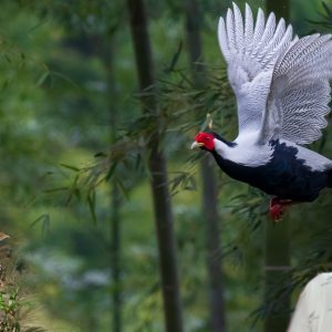 Vụ Gà lôi trắng và bản án 6 năm tù một sai sót khó chấp nhận của hệ thống tư pháp?