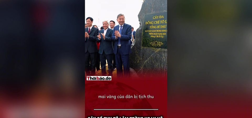 Cây Cổ Thụ Tô Lâm Trồng Hoan Hô, Mai Vàng Của Dân Bị Tịch Thu.