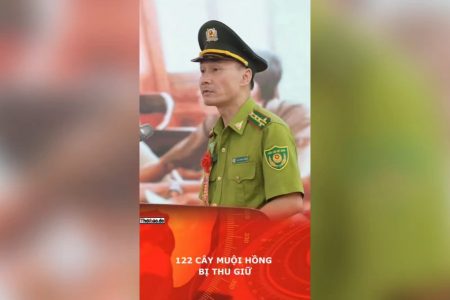 122 cây muội hồng bị thu giữ.