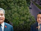 Planung der Anpflanzung von Milchbaum-Bäumen in Hanoi: Städtische Vision oder eine Lektion im Sinne von „erst machen, dann korrigieren“?